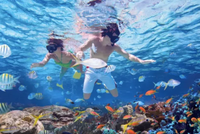 productos-puntacana-2026-featured-image-terramayorista