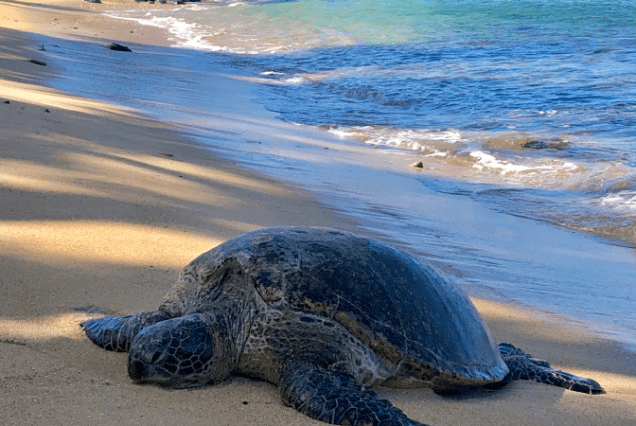 Galápagos: Isla Santa Cruz + Isabela, Ecuador