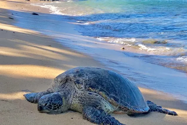 Galápagos: Isla Santa Cruz + Isabela, Ecuador